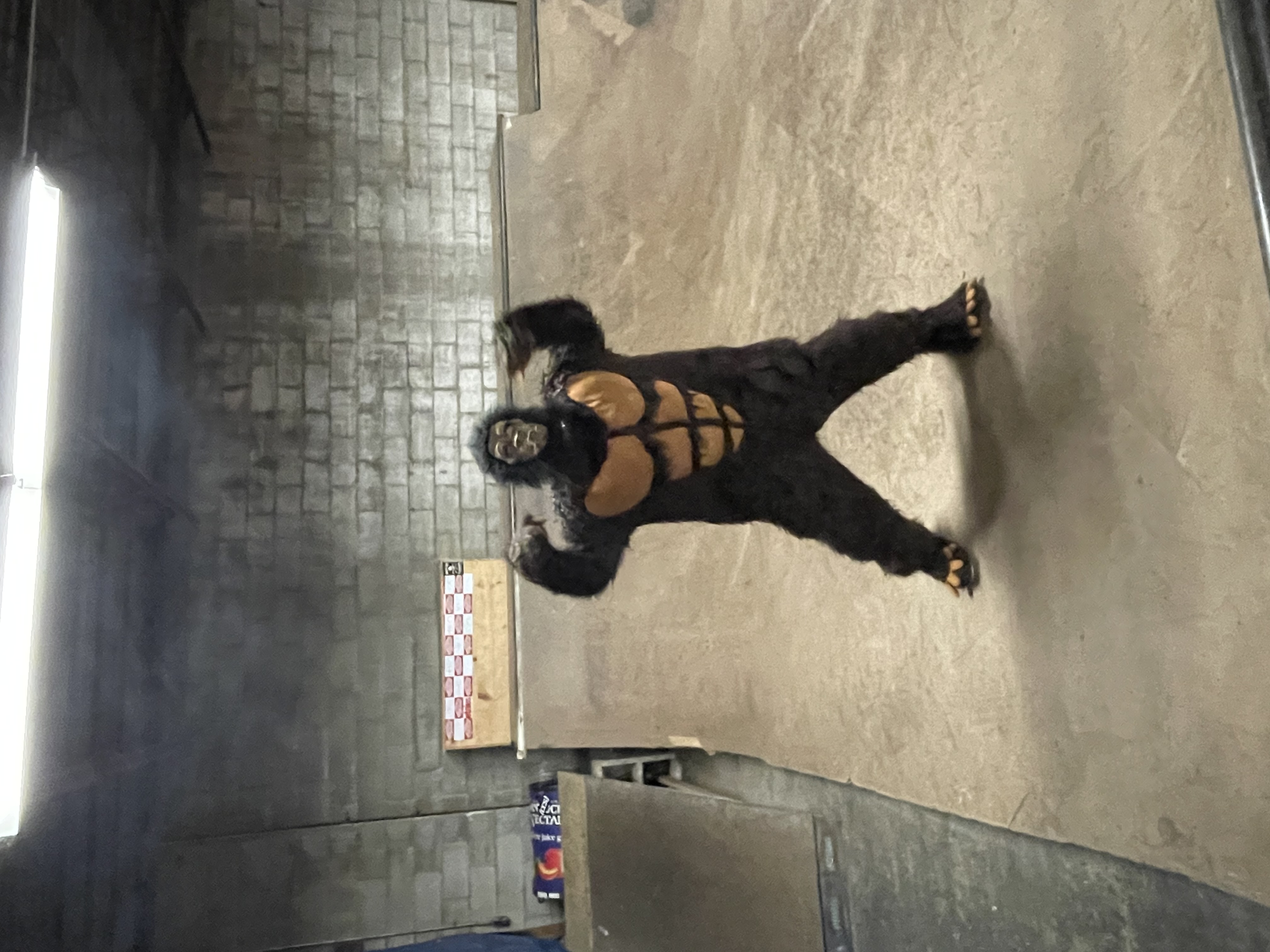 Gorilla at Skate Ramp